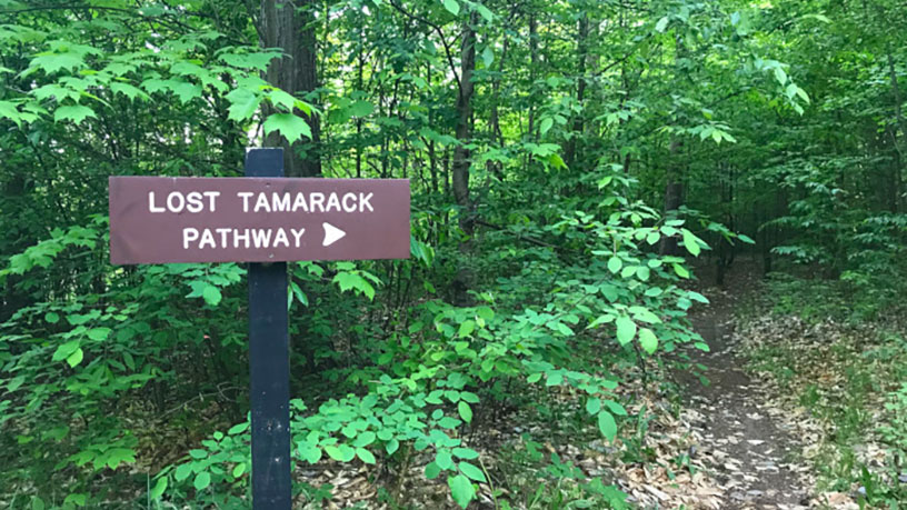 Lost Tamarack Pathway Michigan